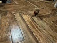 Rose, a female Poodle - Toy  for sale in Pontotoc, MS – 6 of 9
