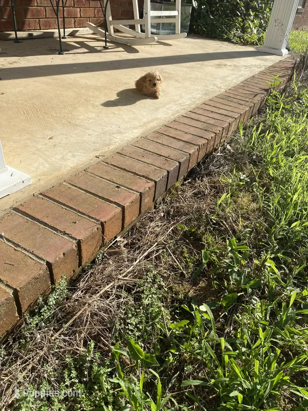 Flop – Poodle - Toy  puppy for sale in Pontotoc, MS