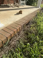 Flop, a male Poodle - Toy  for sale in Pontotoc, MS – 2 of 5