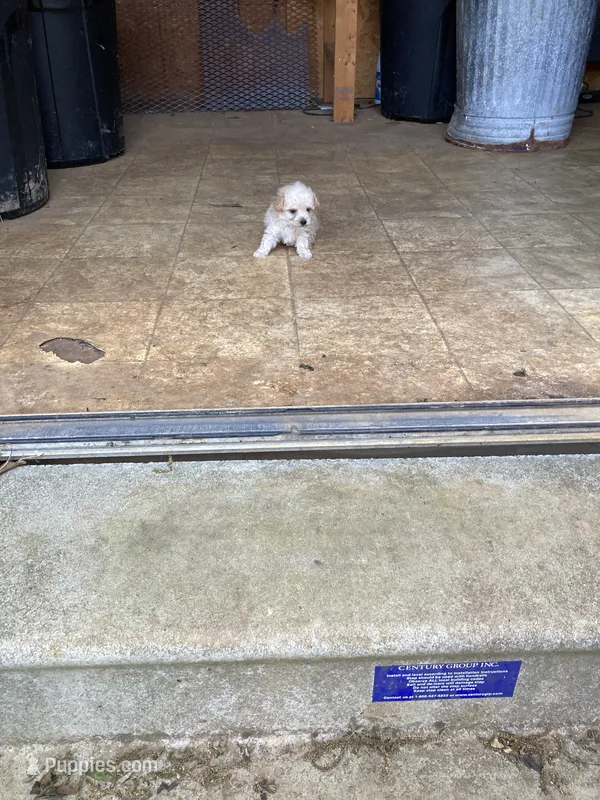Angel – Poodle - Toy  puppy for sale in Pontotoc, MS