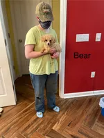 Bear, a male Poodle - Toy  for sale in Pontotoc, MS – 3 of 7