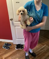 Snow white, a female Poodle - Toy  for sale in Pontotoc, MS – 1 of 2