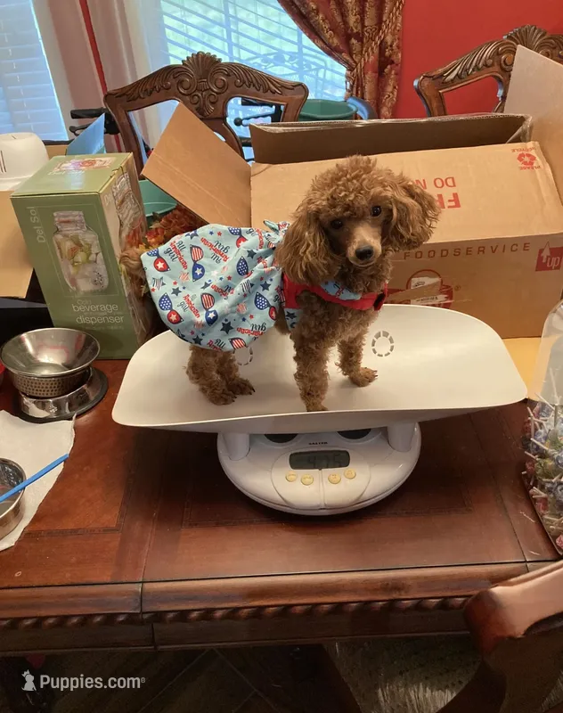 Millie – Poodle - Toy  puppy for sale in Pontotoc, MS