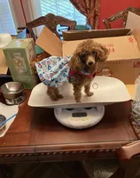 Millie, a female Poodle - Toy  for sale in Pontotoc, MS – 3 of 5