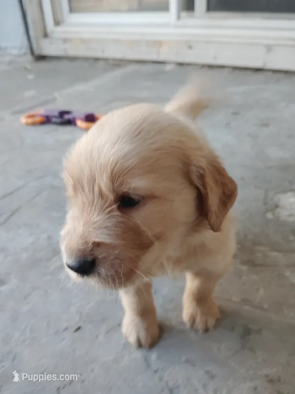 Alice  – Golden Retriever puppy for sale in Citrus Heights, CA