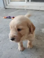 Alice , a female Golden Retriever for sale in Citrus Heights, CA – 2 of 4