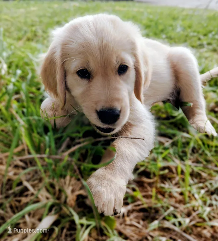 Jarard – Golden Retriever puppy for sale in Citrus Heights, CA