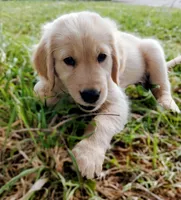 Jarard, a male Golden Retriever for sale in Citrus Heights, CA – 1 of 7