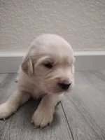 Ozzy, a male Golden Retriever for sale in Citrus Heights, CA – 2 of 3