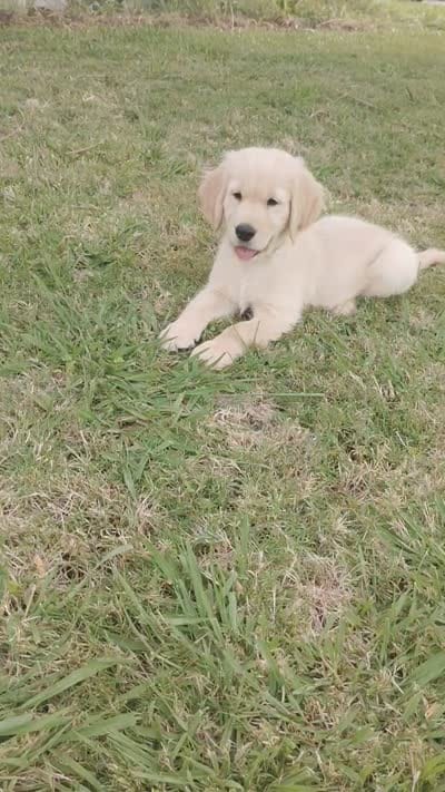 Jarard, a male Golden Retriever for sale in Citrus Heights, CA – 2 of 7
