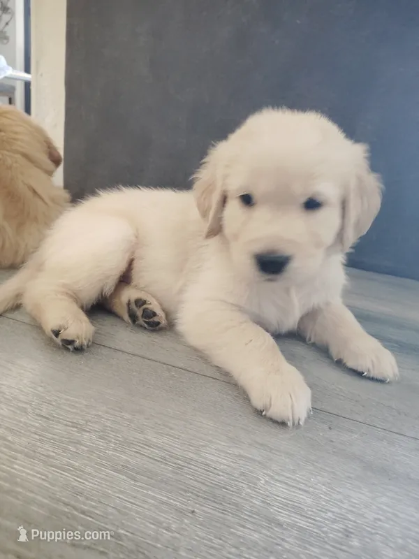 Jarard – Golden Retriever puppy for sale in Citrus Heights, CA