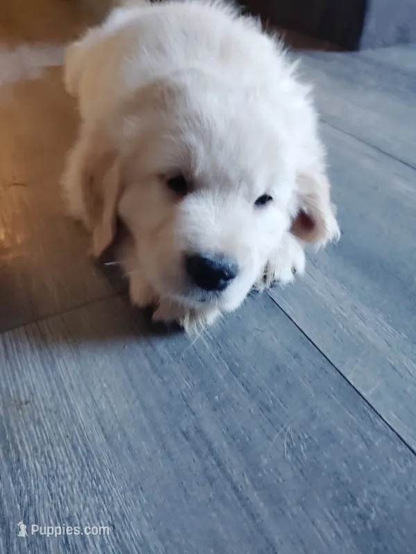 Ozzy – Golden Retriever puppy for sale in Citrus Heights, CA