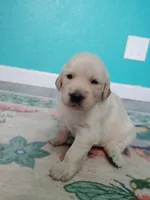 Jovi, a female Golden Retriever for sale in Citrus Heights, CA – 2 of 3