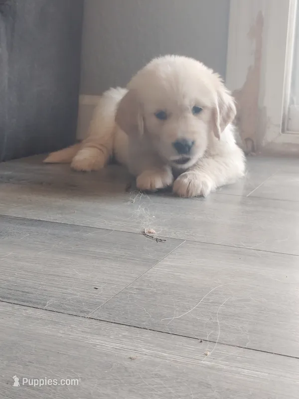 Jovi – Golden Retriever puppy for sale in Citrus Heights, CA