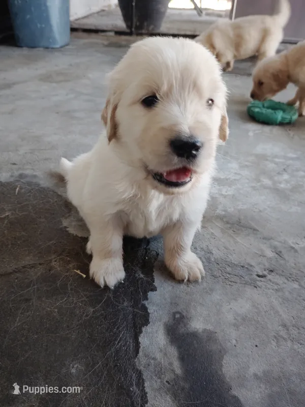 Jovi – Golden Retriever puppy for sale in Citrus Heights, CA
