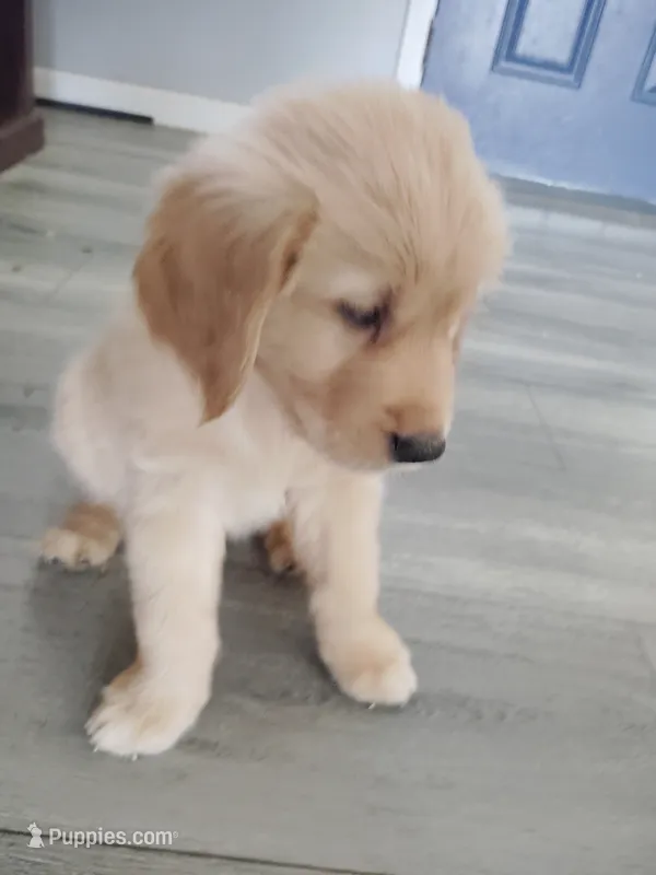 Justice  – Golden Retriever puppy for sale in Citrus Heights, CA