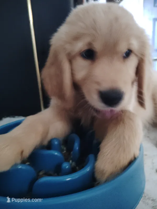 Justice  – Golden Retriever puppy for sale in Citrus Heights, CA