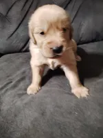 Justice , a male Golden Retriever for sale in Citrus Heights, CA – 3 of 3