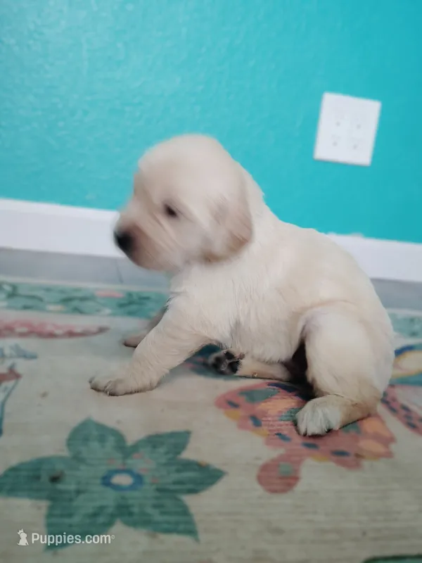 Jovi – Golden Retriever puppy for sale in Citrus Heights, CA