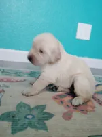 Jovi, a female Golden Retriever for sale in Citrus Heights, CA – 1 of 3