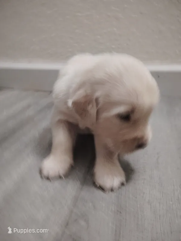 Ozzy – Golden Retriever puppy for sale in Citrus Heights, CA
