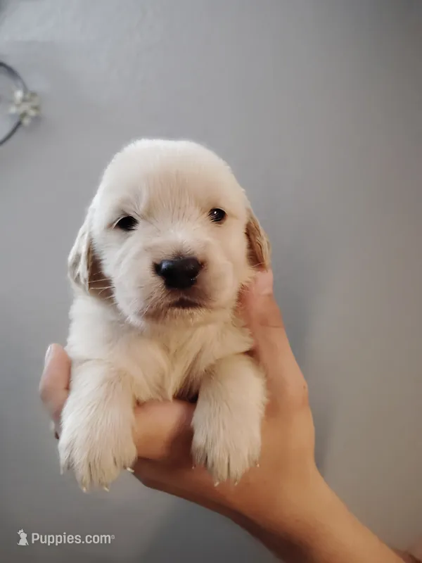 Vinnie  – Golden Retriever puppy for sale in Citrus Heights, CA