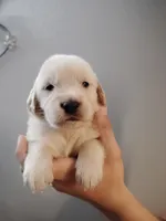 Vinnie , a male Golden Retriever for sale in Citrus Heights, CA – 1 of 3