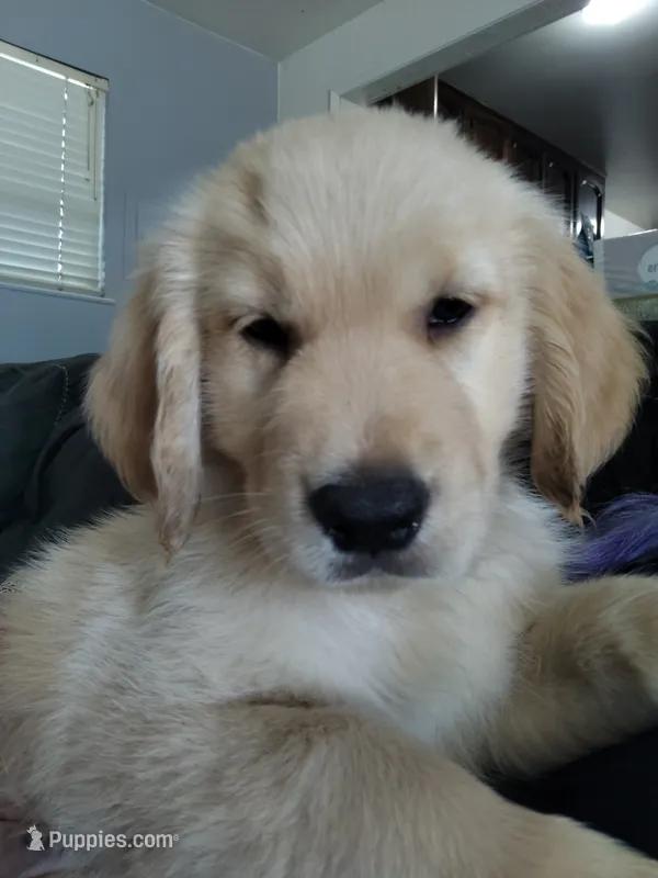 Vinnie  – Golden Retriever puppy for sale in Citrus Heights, CA
