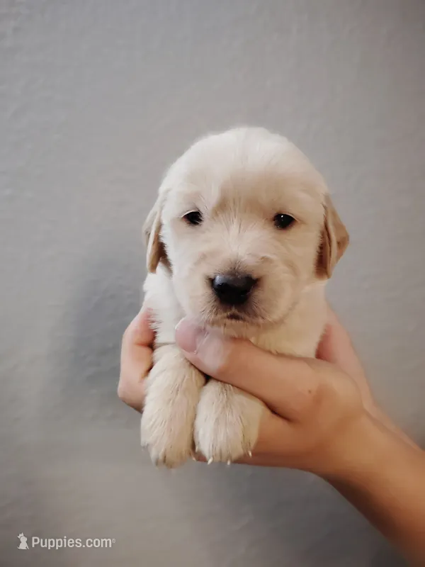 Pepper  – Golden Retriever puppy for sale in Citrus Heights, CA