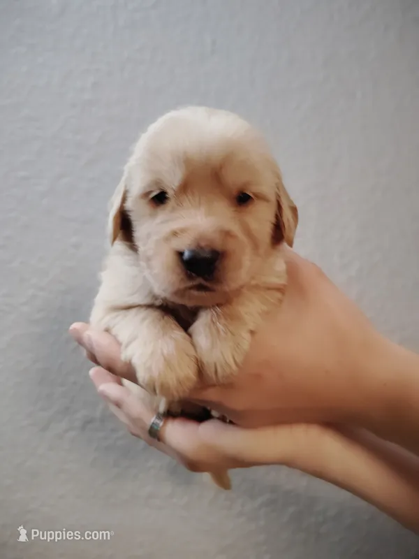 Justice  – Golden Retriever puppy for sale in Citrus Heights, CA