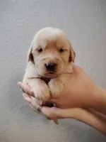 Justice , a male Golden Retriever for sale in Citrus Heights, CA – 1 of 3