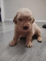 Zeplin, a male Golden Retriever for sale in Citrus Heights, CA – 4 of 4