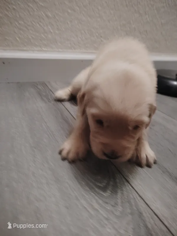 Alice  – Golden Retriever puppy for sale in Citrus Heights, CA