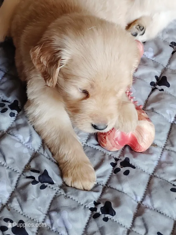Zeplin – Golden Retriever puppy for sale in Citrus Heights, CA