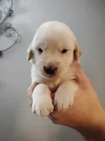Vinnie , a male Golden Retriever for sale in Citrus Heights, CA – 3 of 3