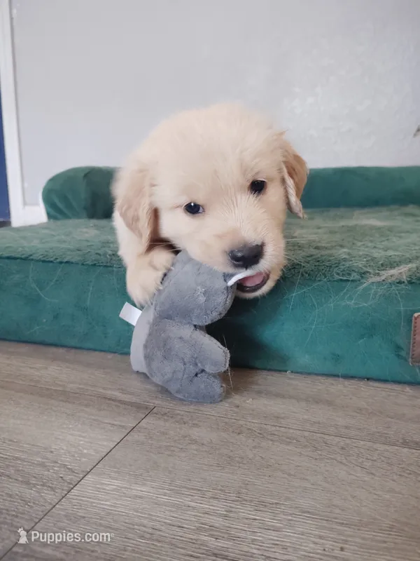 Vinnie  – Golden Retriever puppy for sale in Citrus Heights, CA