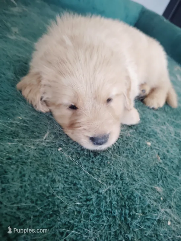 Justice  – Golden Retriever puppy for sale in Citrus Heights, CA