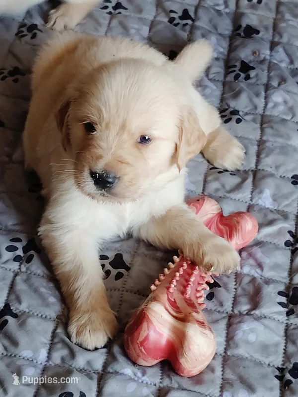 Alice  – Golden Retriever puppy for sale in Citrus Heights, CA