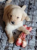 Alice , a female Golden Retriever for sale in Citrus Heights, CA – 1 of 4