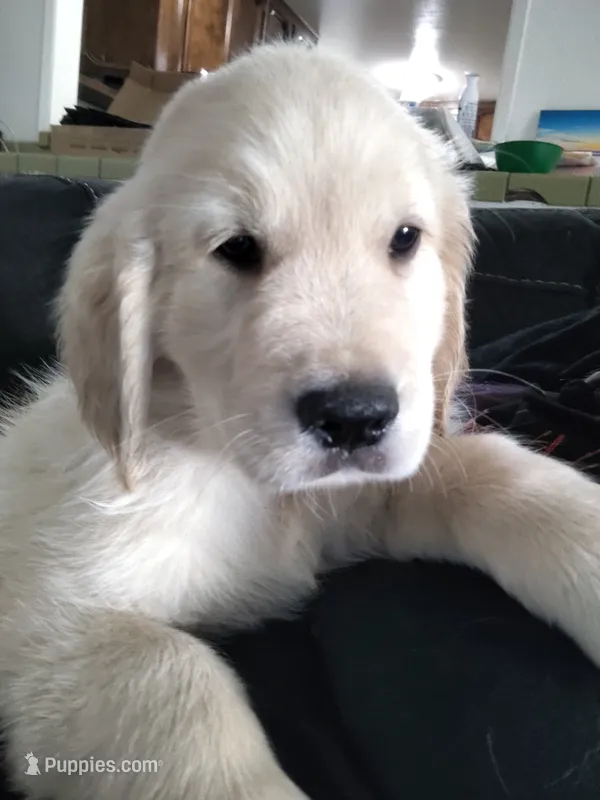 Ozzy – Golden Retriever puppy for sale in Citrus Heights, CA