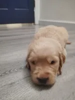 Zeplin, a male Golden Retriever for sale in Citrus Heights, CA – 2 of 4