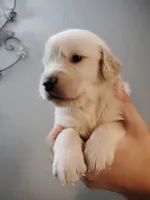 Vinnie , a male Golden Retriever for sale in Citrus Heights, CA – 2 of 3