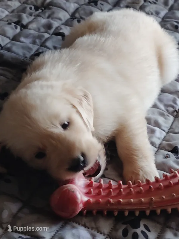 Jovi – Golden Retriever puppy for sale in Citrus Heights, CA
