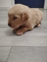 Zeplin, a male Golden Retriever for sale in Citrus Heights, CA – 3 of 4