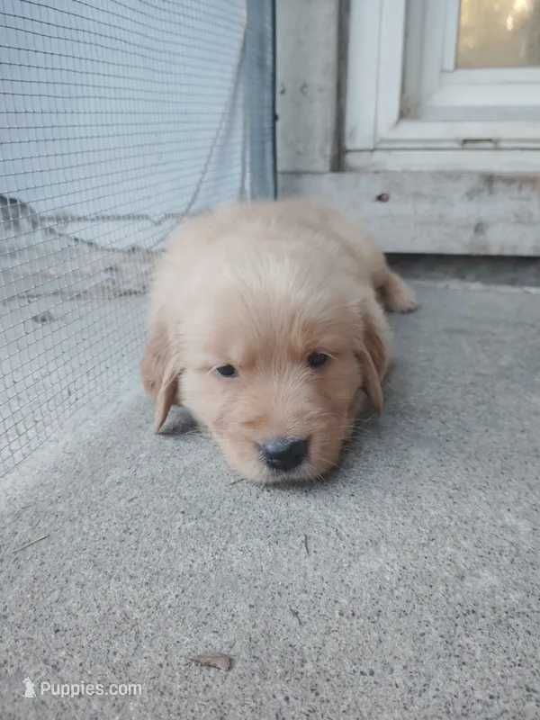 Davis – Golden Retriever puppy for sale in Citrus Heights, CA