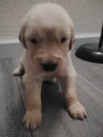 Jarard, a male Golden Retriever for sale in Citrus Heights, CA – 2 of 3