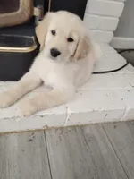Jarard, a male Golden Retriever for sale in Citrus Heights, CA – 4 of 7