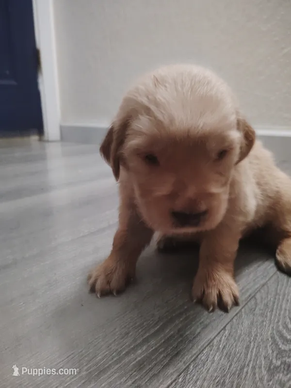 Zeplin – Golden Retriever puppy for sale in Citrus Heights, CA