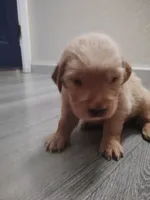Zeplin, a male Golden Retriever for sale in Citrus Heights, CA – 1 of 4