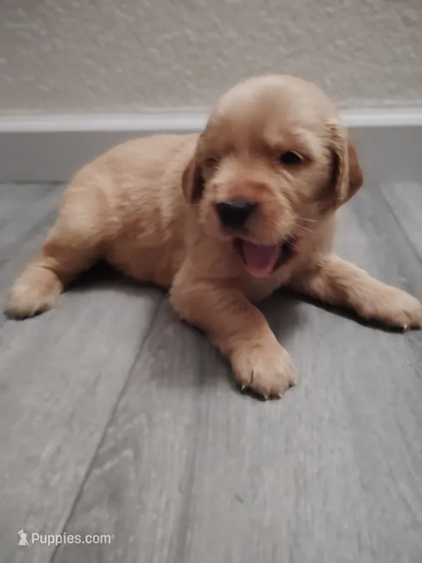 Davis – Golden Retriever puppy for sale in Citrus Heights, CA